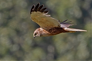 Bruine-kiekendief-20260728g14401A1A5718avghcrfb-Kelsdonk.jpg