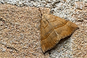 Bruine-snuituil-20150605g1280IMG_9522a.jpg