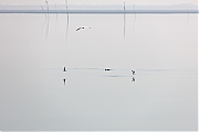 Bruinvis-20210331g1280YSXX9465a.jpg