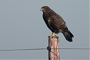 Buizerd-20110102P1160430b.jpg