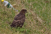 Buizerd-20110205P1170009b300.jpg