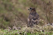 Buizerd-20110205P1170021c.jpg