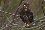 Buizerd-20110205P1170036b_0.jpg