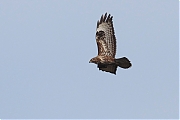 Buizerd-20110402IMG_1552g.jpg