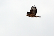 Buizerd-20111217g800IMG_0329a.jpg