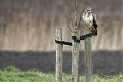 Buizerd-20120114g800IMG_1161a.jpg