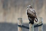 Buizerd-20120114g800MG_1149a.jpg