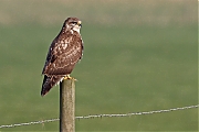 Buizerd-20120128g800IMG_1430b.jpg