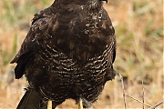 Buizerd-20120224g700hMG_2365m.jpg