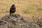 Buizerd-20120224g800IMG_2353a.jpg