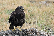 Buizerd-20120224g800IMG_2365b.jpg