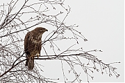 Buizerd-20120302g800IMG_2563a.jpg