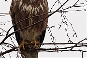 Filename=Buizerd-20120302g800IMG_2569j.jpg
Filesize=334KiB
Dimensions=533x800
Date added=Mar 03, 2012 Buizerd-20120302g800IMG_2569j.jpg