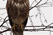 Buizerd-20120302g800IMG_2569j.jpg