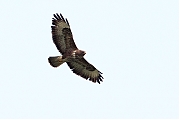 Buizerd-20120403g800IMG_3098a.jpg