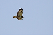 Buizerd-20120528g800IMG_6215a.jpg