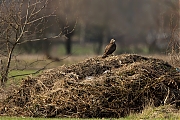 Buizerd-20130202g8007X1A3674a.jpg