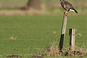 Buizerd-20130202g8007X1A3704b.jpg