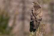 Buizerd-20131130g8007X1A9971a.jpg