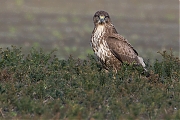 Buizerd-20131130g8007X1A9976b.jpg