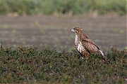 Buizerd-20131130g8007X1A9978a.jpg