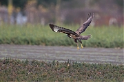 Buizerd-20131130g8007X1A9979a.jpg