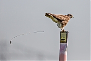 Buizerd-20160504g12807X1A4673a.jpg