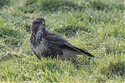 Buizerd-20170206g1280YSXX6316a.jpg