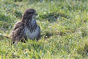 Buizerd-20170206g1280YSXX6323a.jpg