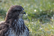 Buizerd-20170206g1280YSXX6323g.jpg