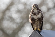 Filename=Buizerd-20170206g1280YSXX6340a.jpg
Filesize=604KiB
Dimensions=1280x960
Date added=Feb 06, 2017 Buizerd-20170206g1280YSXX6340a.jpg