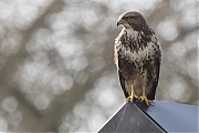 Buizerd-20170206g1280YSXX6344a.jpg