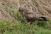 Buizerd-20170217g1280YSXX7126a.jpg