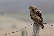 Filename=Buizerd-20170217g1280YSXX7129a.jpg
Filesize=667KiB
Dimensions=1280x960
Date added=Feb 17, 2017 Buizerd-20170217g1280YSXX7129a.jpg