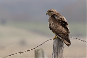 Buizerd-20170217g1280YSXX7129a.jpg