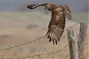 Buizerd-20170217g1280YSXX7130a.jpg