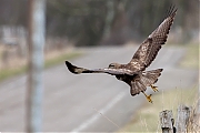 Filename=Buizerd-20170217g1280YSXX7131a.jpg
Filesize=571KiB
Dimensions=1280x960
Date added=Feb 18, 2017 Buizerd-20170217g1280YSXX7131a.jpg