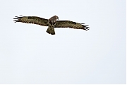 Buizerd-20170306g12807X1A6265a.jpg