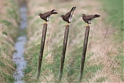 Buizerd-20170306g12807X1A62743xa.jpg