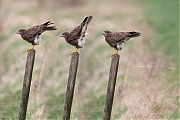 Buizerd-20170306g12807X1A62743xb.jpg