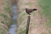 Buizerd-20170306g12807X1A6274a.jpg