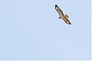 Buizerd-20170515g1280YSXX8831a.jpg