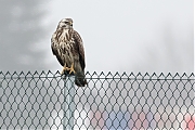 Buizerd-20190125g1280YSXX4403a.jpg