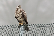 Buizerd-20190125g1280YSXX4408a.jpg