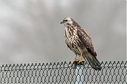 Buizerd-20190125g1280YSXX4420a.jpg