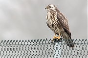 Buizerd-20190125g1280YSXX4426a.jpg