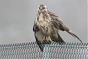 Buizerd-20190125g1280YSXX4464a.jpg