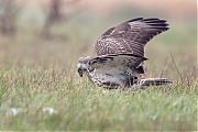 Buizerd-20190125g1280YSXX4475b.jpg