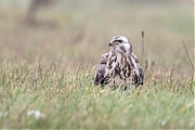 Buizerd-20190125g1280YSXX4478b.jpg