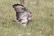 Buizerd-20190125g1280YSXX4490b.jpg